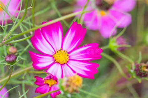 Beautiful Pink Cosmos Flower Blooming In Spring Day By Macro Stock