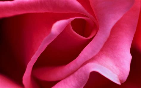 Pink Rose Close Up Ipad Air Wallpapers Free Download