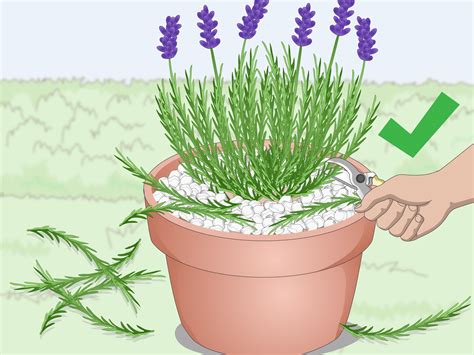How To Plant Lavender In Pots Lavender Plants Are Beautiful And