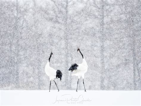 2018 Winter Wildlife Tour Of Japan Japanese Red Crowned Cranes In