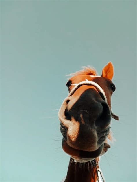 Horse Aesthetic Wallpaper Fotografie Di Cavalli Foto Di Cavalli