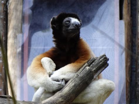 Crowned Sifaka Zoochat
