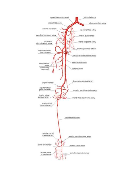 Arterial System Of The Leg Photograph By Asklepios Medical Atlas