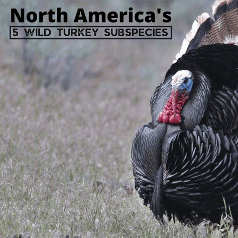 The 5 Wild Turkey Subspecies In North America With Photos Owlcation