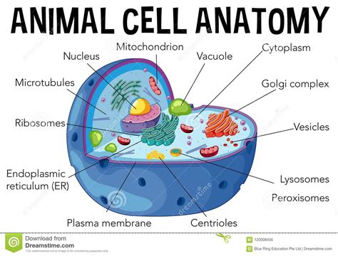 Eukaryotic cells are located in plants, animals including humans, fungi, and protozoa. Diagram Of Animal Cell Anatomy Stock Vector - Illustration ...
