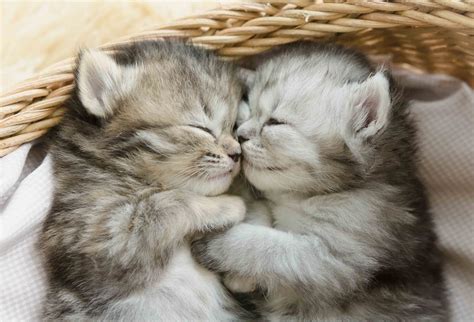 Download 1920x1200 Cute Kittens Sleeping Cats Wallpapers For Macbook