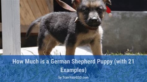 In this article, i'll give you 23 examples of how much german shepherds cost to buy and discuss the factors that breeders consider when pricing their dogs. How Much Is A German Shepherd Puppy (with 21 Examples) | TrainYourGSD