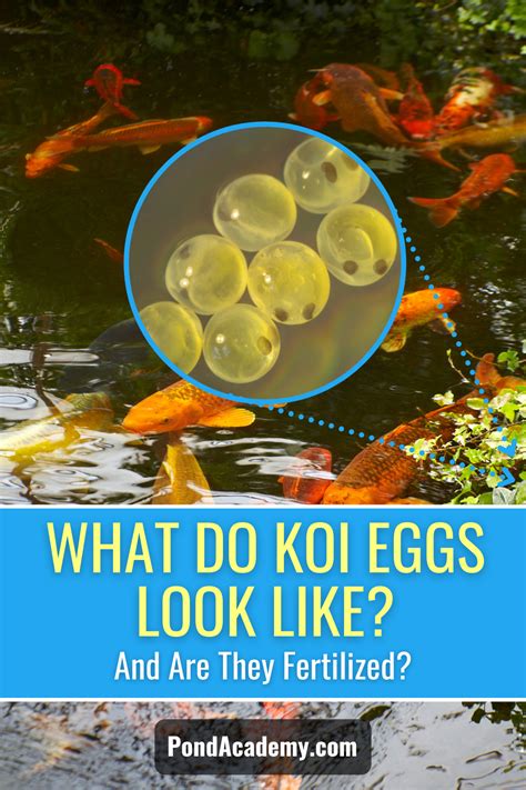 What Do Koi Eggs Look Like Find Out Now With Pictures Plus How To