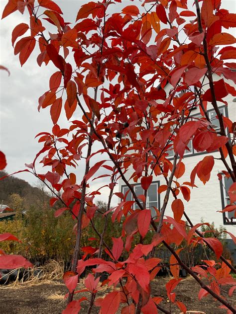 Prairie Fire Flowering Crabapple — Roots To Fruits Nursery