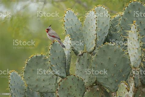 Pyrrhuloxia On Cactus Stock Photo Download Image Now Animal