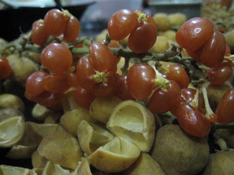 Gratis untuk komersial tidak perlu kredit bebas hak cipta. Buah Jentik | Oven Comei Saya...