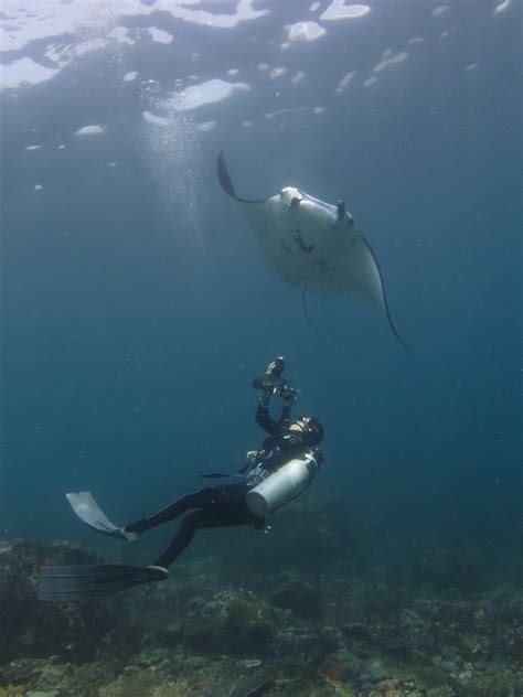 Microplastics On The Menu Of Manta Rays And Whale Sharks — Sevenseas Media