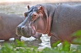 Hippopotamus teeth reveal clues about past environmental changes ...