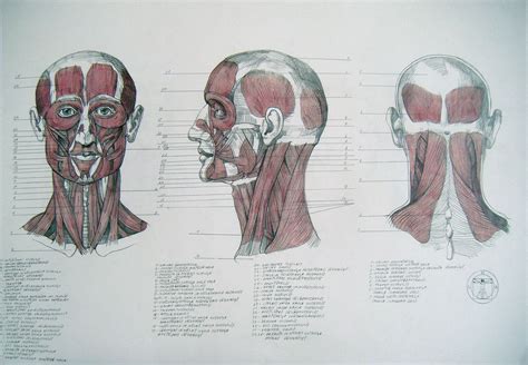 Muscles Of Head And Neck By Reinisgailitis On Deviantart Anatomy