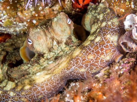The film, directed by pippa ehrlich and james reed, beat out strong competition in its category, with other nominees. "My Octopus Teacher" Shows the Human Side of Nature | Key ...