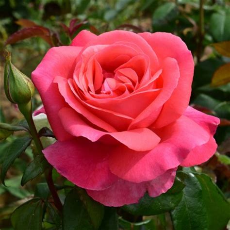 Special Anniversary Hybrid Tea Garden Roses Pococks Roses The Cornish Rose Company