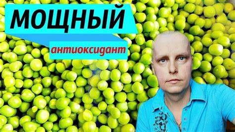 Зеленый горошек при диете консервированный РАК. Зеленый горошек полезные свойства. Горох против рака. Мощнейший РАК. Зеленый горошек полезные свойства. Горох против рака. Мощнейший Зеленый горошек при диете консервированный