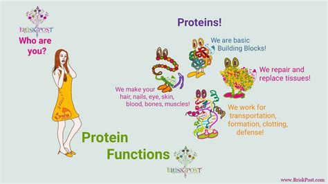 The Various Functions Of Proteins In The Cell We Are Eaton