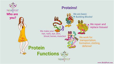 15 Important Protein Functions You Need To Know