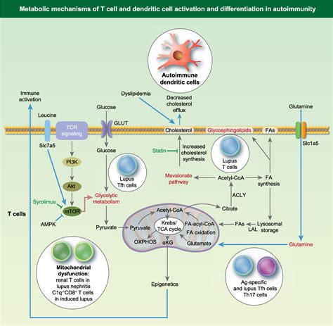 Immune Cell Metabolism In Autoimmunity Teng Clinical Experimental Immunology