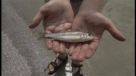 Rare Fish Find New Home In Utah Lake