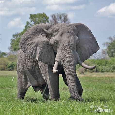 Afrikanischer Elefant Bilder Afrikanischer Elefant Fotos Naturfoto