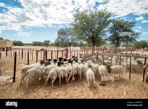 Namibia Sheep On Farm In Africa Stock Photo Alamy