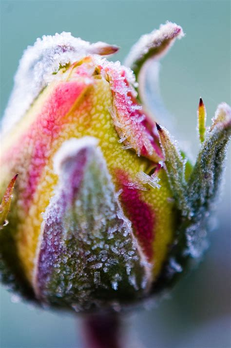 Icy Rose Icy Rose On A Frosty Morning In October Rose Icy Snow