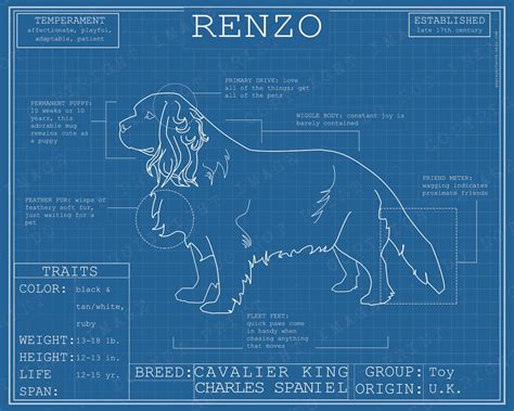 Dog Breed Blueprint Custom Pet Portrait Cavalier King Charles Spaniel