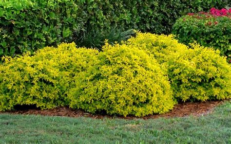 Occasional blue flowers bloom late summer to. Gold Mound Duranta Picture - Gardenality