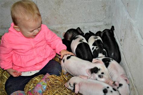 Farm Fun For Kids At Coombe Mill In Cornwall