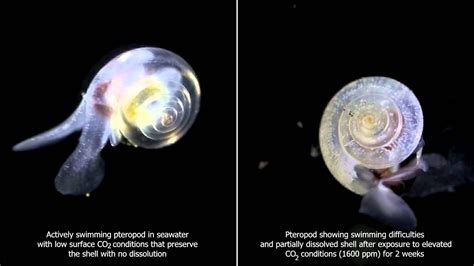 The Effects Of Ocean Acidification On Pteropod Shells