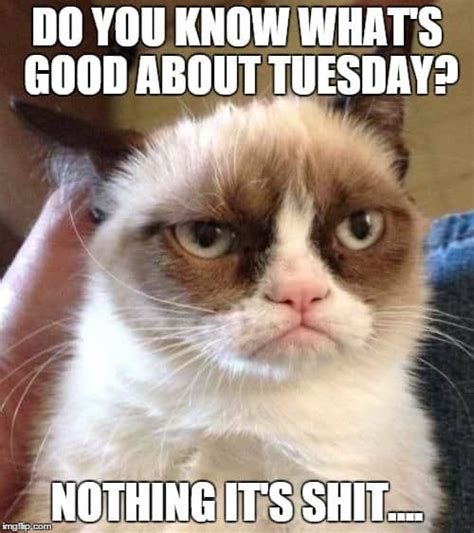 Best Tuesdays Memes Cheer Up Your Day With Some Funny Funny