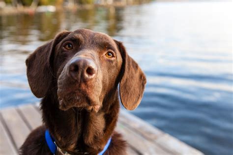 Do Dogs Really Prefer Baby Talk You Might Be Surprised