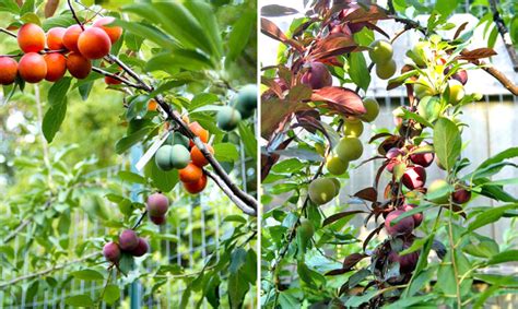 This Amazing Tree Grows 40 Different Kinds Of Fruit Inhabitat Green