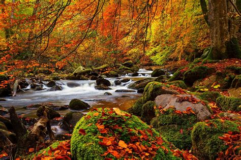 Download Fall Forest Nature Stream 4k Ultra Hd Wallpaper