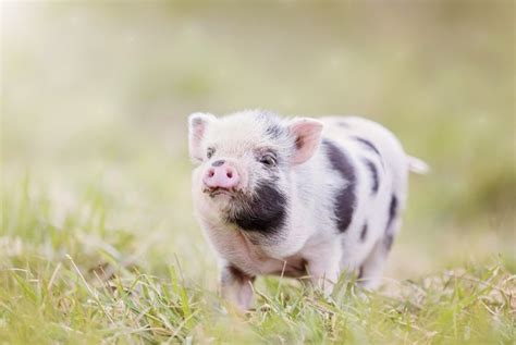 What To Know Before Adopting A Teacup Pig