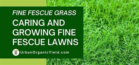 Fine Fescue Grass How To Grow And Care UrbanOrganicYield Com