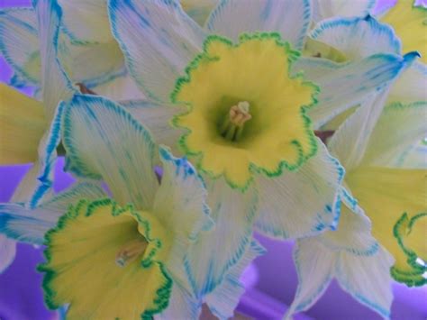 If the food coloring is a powder or gel, do not rub with your hand or cloth because that will push it even deeper into the fabric. Daffodils left in food colouring for a few days ...