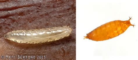80 Best Of Drosophila Suzukii Larvae Insectza