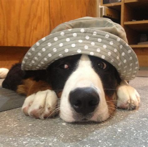 12 Dogs Who Arent Impressed With Their Hats