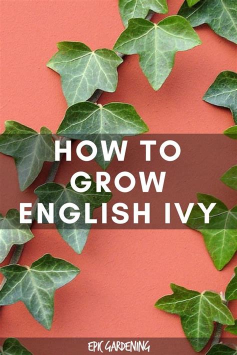English Ivy How To Grow And Manage Hedera Helix Ivy Plant Indoor