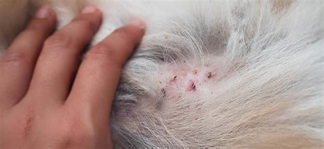 What Is Dog Dermatitis