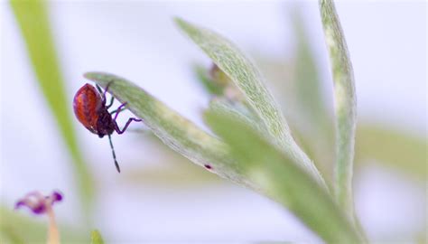 Bagrada Bug Center For Invasive Species Research