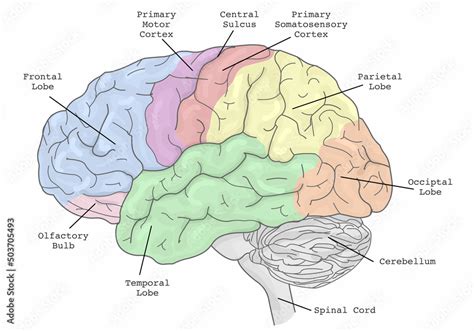 Brain Areas Parts Functions Regions Anatomy Frontal Primary Motor