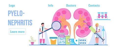 Kidneys For Medical Design Cartoon Internal Organ Concept Of