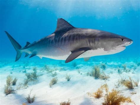 Student 21 Killed By Three Tiger Sharks While Snorkelling With Iconic