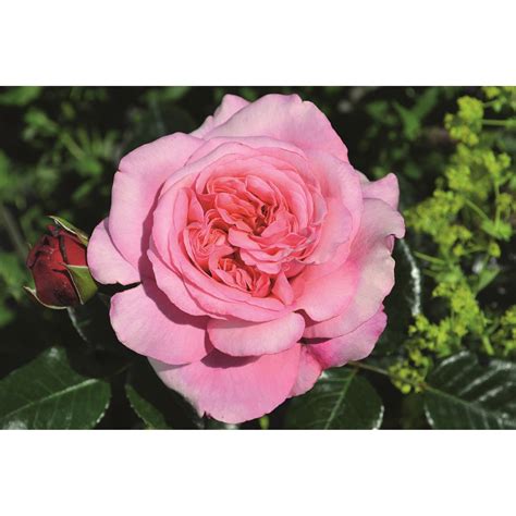 Bush Rose Timeless Pink Light Pink To Apricot 3l Mackenzie