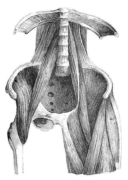 1200 Hip Anatomy Drawing Stock Photos Pictures And Royalty Free Images