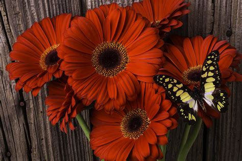 Red Gerbera Daisies With Butterfly Photograph By Garry Gay Fine Art